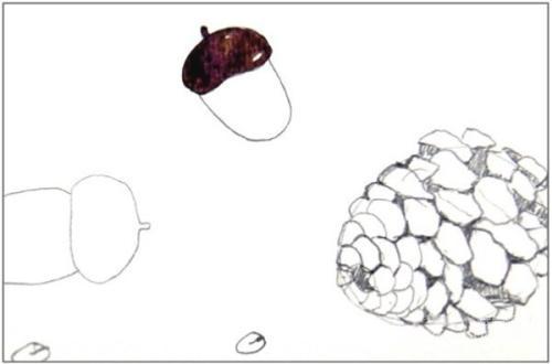 松果的画法简笔画