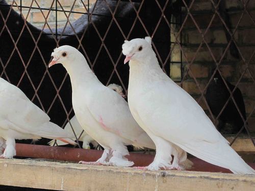 观赏鸽