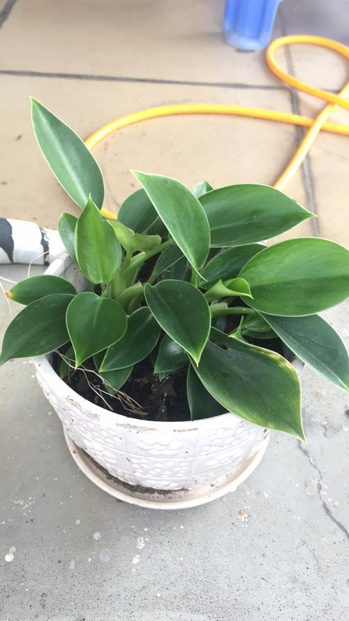 求鉴定这是金钻还是天堂鸟?