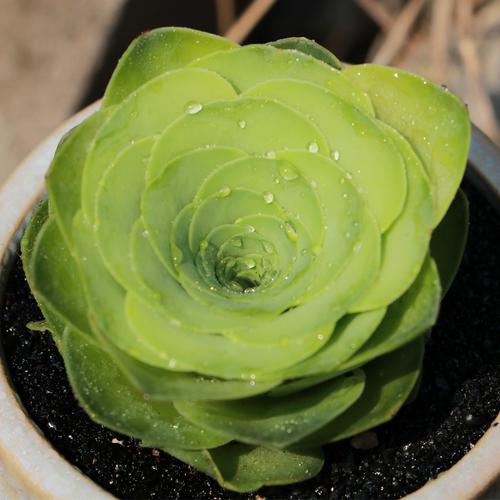 玫瑰山地多肉植物粉耶酒杯寿桃黄金多肉植物