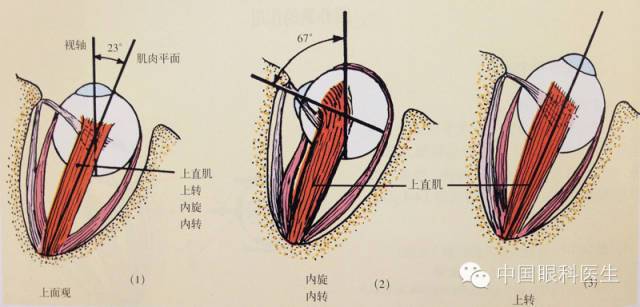 下斜肌的作用(右眼)单独下直肌的作用(右眼)眼球的主要轴视神经血液