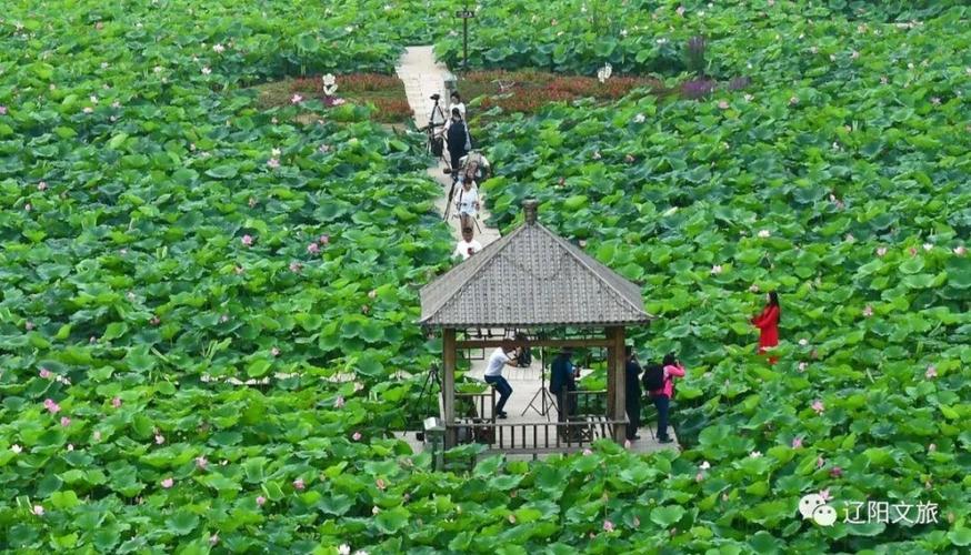 期待着柳壕湿地公园新的绽放一起相约深氧呼吸