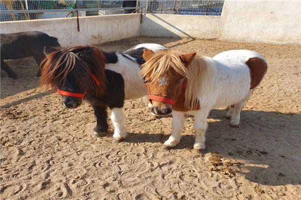 桂林景区专用矮马大概多少钱一匹小矮马养殖基地
