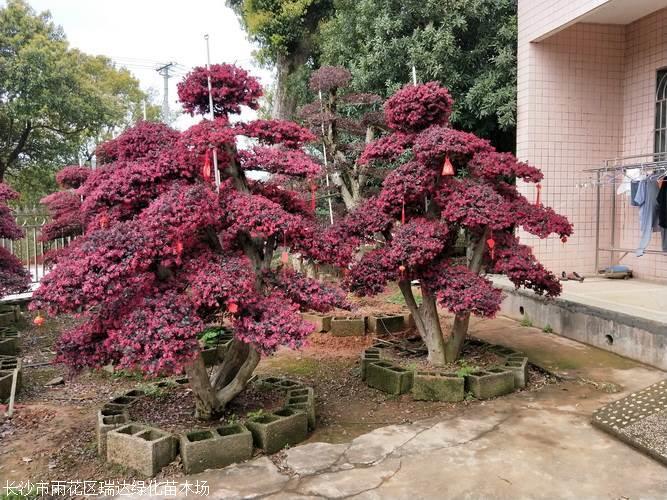 造型红继木,红继木基地,造型红继木价格,精品红继木