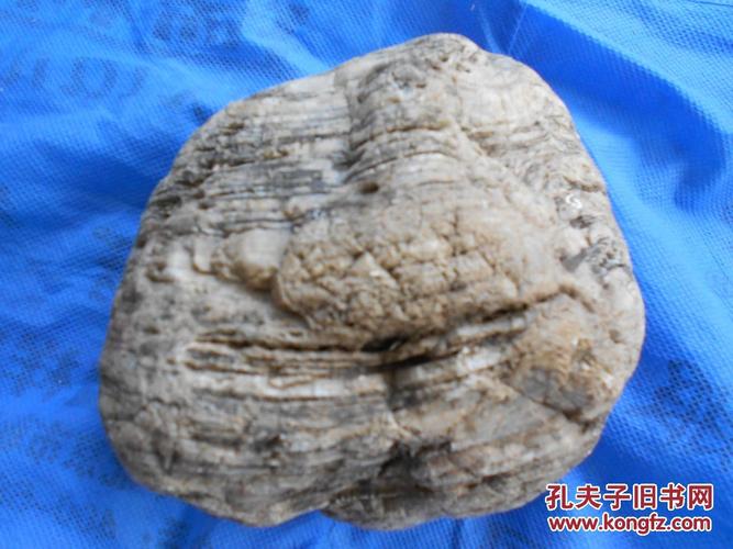 水冲硅化木树化玉原石约1公斤(10号)未经任何处理