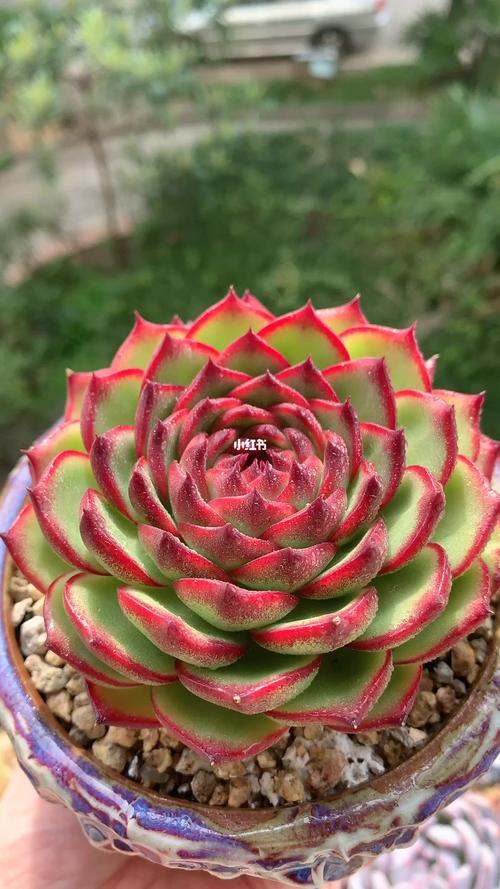 月亮石_多肉_家居家装_家居装饰_花艺