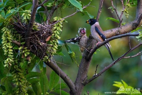 小蜡嘴雀出窝记