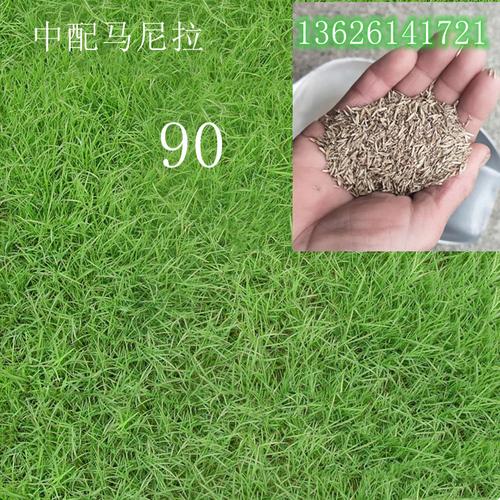 批发 马尼拉草籽 马尼拉 四季青草籽