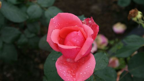 04.26 市中区平兴游坝村看梅槐花