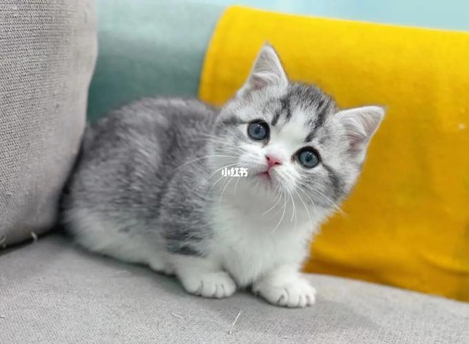 学名是曼基康猫;其他称呼:短腿猫,矮脚猫,柯基猫,腊肠猫等