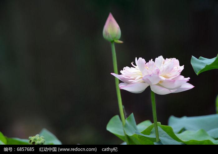 粉色重瓣荷莲花花骨朵特写图片