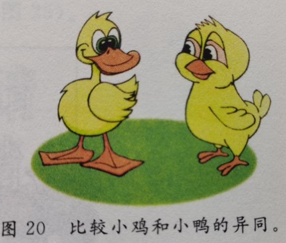 寻找小鸡和小鸭的相同和不同之处,并完整的表达出来