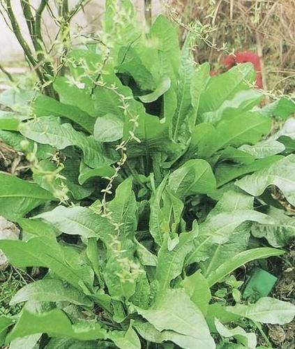 为阻止父亲吃这种有毒野菜,她与父亲一起食用!