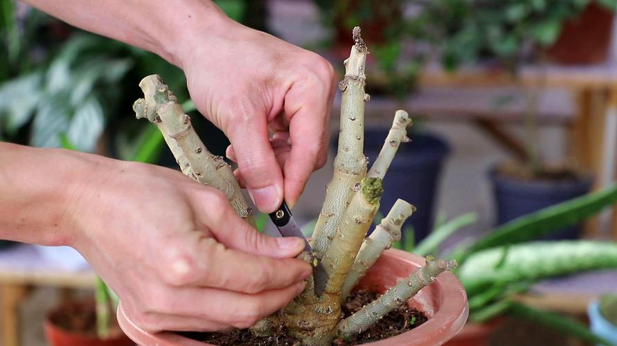 春季扦插沙漠玫瑰,既简单又便捷,新手也能做