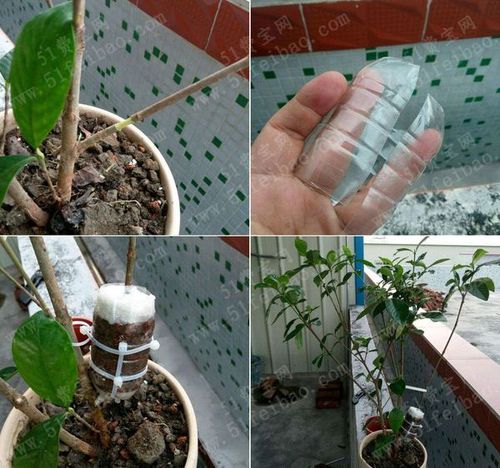 用饮料瓶做diy植物高压繁殖教学