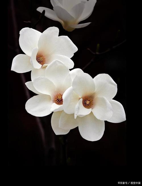 白色的玉兰花像是亭亭玉立的仙女