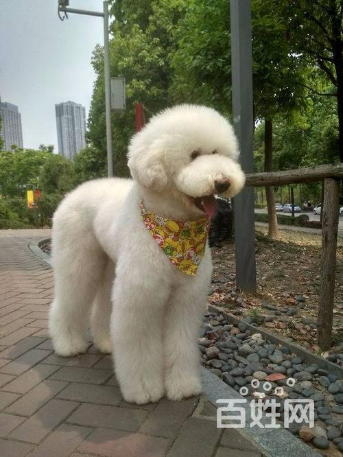 纯种巨贵通通送——买龙汪阁狗粮即可得到