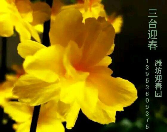 三台迎春花图片