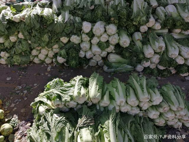 成堆的大白菜,3毛一斤