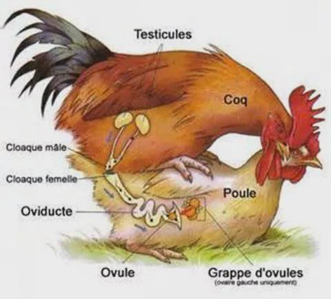 为什么大多数动物交配都用后入式