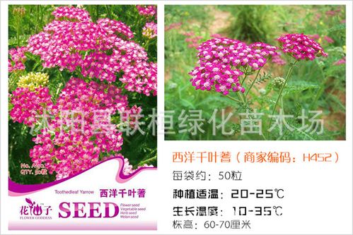 千叶蓍南庭芥花种子日中花钓钟柳大花剪秋萝贝壳花委陵菜花籽袋装