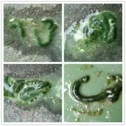 信鸽中药粉活菌粉鸽药呼吸道鸽子毛滴虫肠道粉百益活