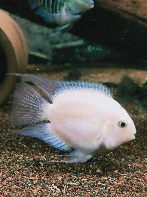 迷你鹦鹉淡水小型热带鱼活体观赏鱼宝蓝白化白金鱼苗繁殖种鱼球体