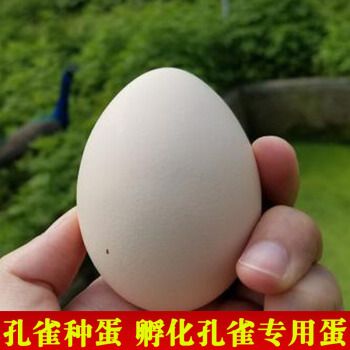 萌萌哒孔雀种蛋纯种观赏鸟孔雀蛋受精可孵化养殖厂直发5枚起发(1枚