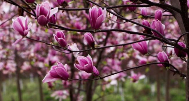 玉兰花是什么颜色的