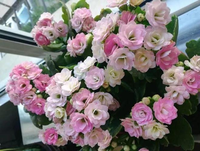 长寿花怎么养(怎样栽培长寿花)