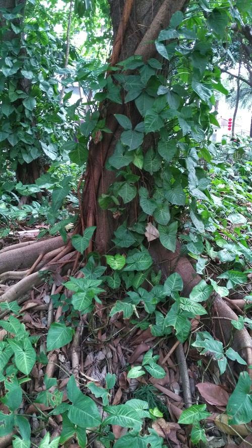 根深蒂固,根深叶茂.这些树木之所以繁茂,就是因为接地气.