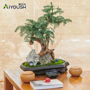 小叶紫檀盆栽澳洲杉盆景老桩树花盆名贵高档造型植物大型绿植镇宅