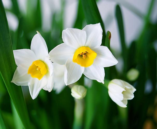 学会这三个简单的方法,家里的水仙花分分钟爆盆,非常好看