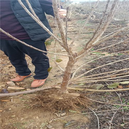 嫁接大樱桃树苗 车厘子樱桃美早大樱桃苗南方北方果树