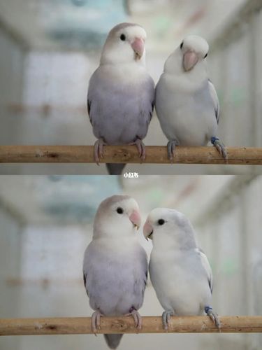 鹦鹉_牡丹_上海攻略_帽子_牡丹鹦鹉_宠物_宠物其他