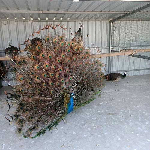 济南孔雀生长在哪里