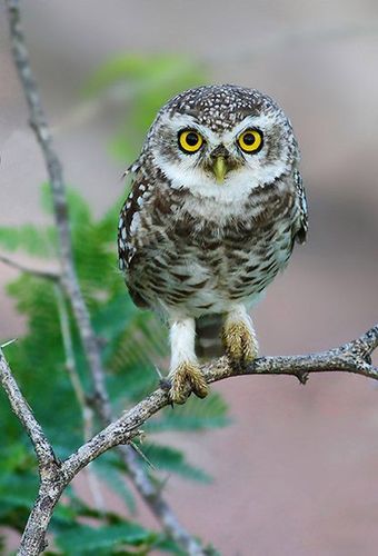 鸮形目·鸱鸮科·小鸮属:横斑腹小鸮(腹部)