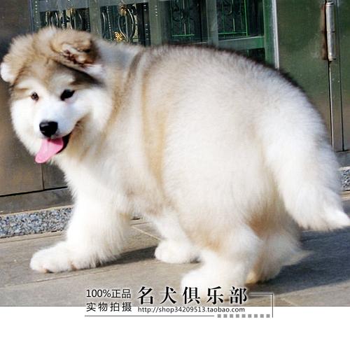 赛级雪统灰色桃脸巨型阿拉斯加幼犬出售欢迎爱狗人士上门挑选