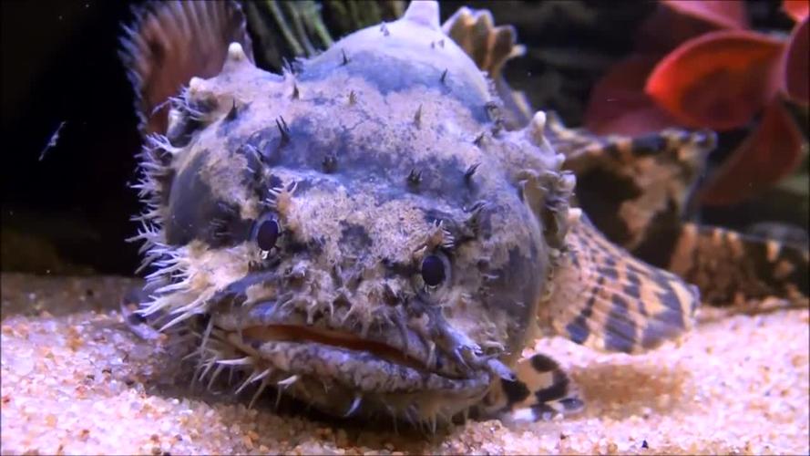 淡水狮子鱼,水族版你瞅啥?