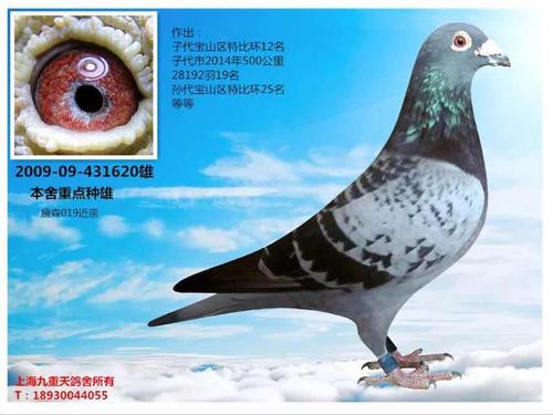 詹森019_上海九重天_ag188.com爱鸽商城_中国信鸽信息网
