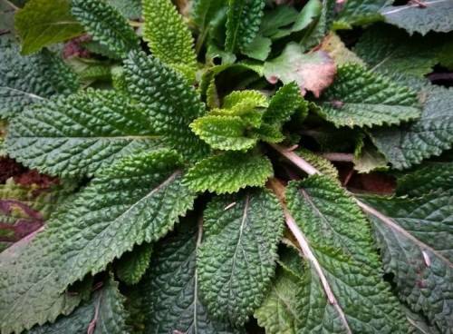 农村一种"癞蛤蟆草"奇丑无比,却是治感冒咳嗽的良药,一次见效