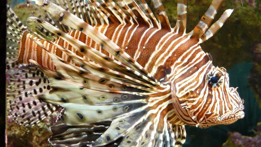 狮子鱼图片大全-动物壁纸-高清动物图片-第4图-娟娟