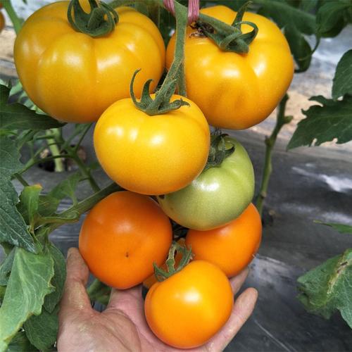 大黄番茄阳台秋季春秋明珠黄金黄番茄蔬菜农家家庭