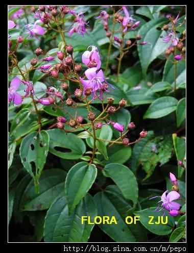 秀丽野海棠 bredia amoena