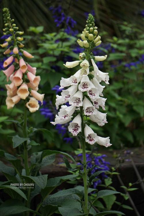 毛地黄 玄参科毛地黄属