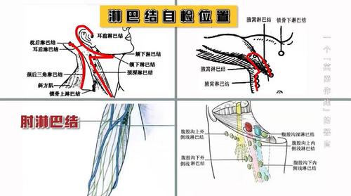 颈部,腋窝,锁骨,肘部和腹股沟处的淋巴结自检位置就在下图里,我们只要