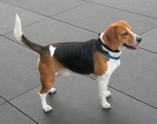 世界十大名犬之一比格猎犬: 历史:比格种为狩猎犬中最小型,源自古希腊