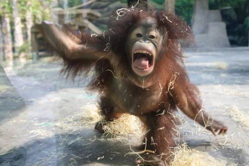 猩猩=红猩猩≠黑猩猩?