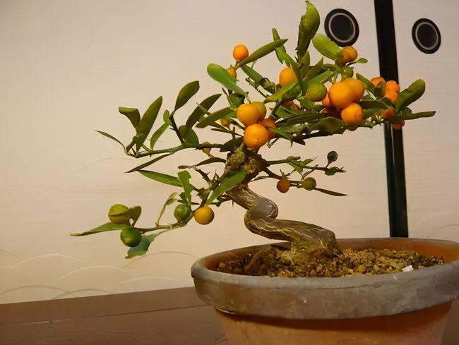 带你了解金豆的优点让你喜欢上既能观型又能赏果的金豆盆景