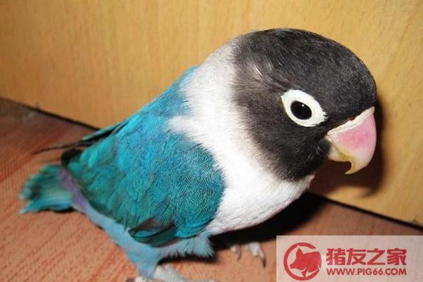 牡丹鹦鹉怎么分公母图解牡丹鹦鹉有哪些种类